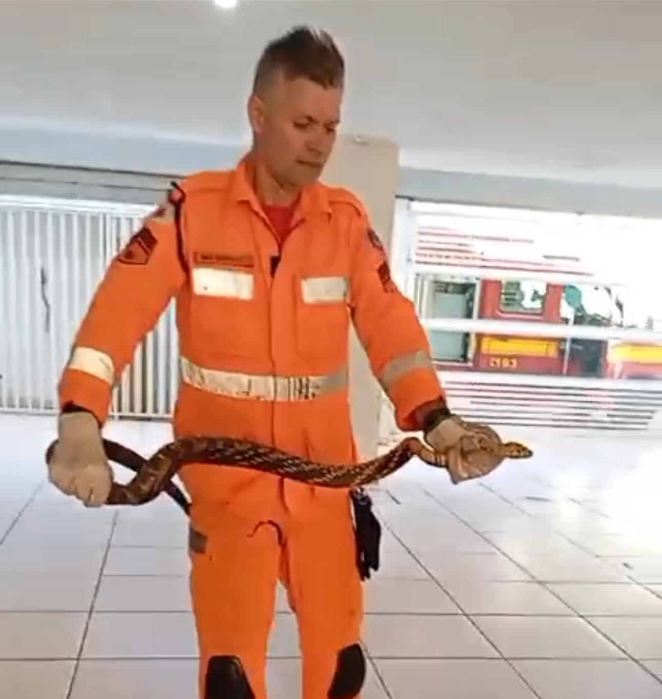 Bombeiros Capturam Cobra no Passaredo, Já é a Segunda Vez na Semana em Timóteo