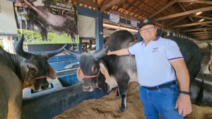 Projeto leva qualidade genética ao rebanho de pequenos produtores do estado