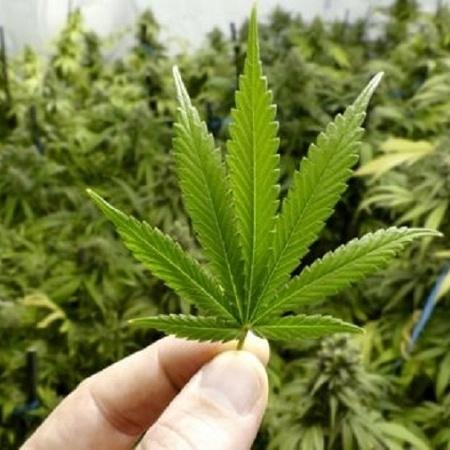 STF decide pela descriminalização do porte individual de maconha