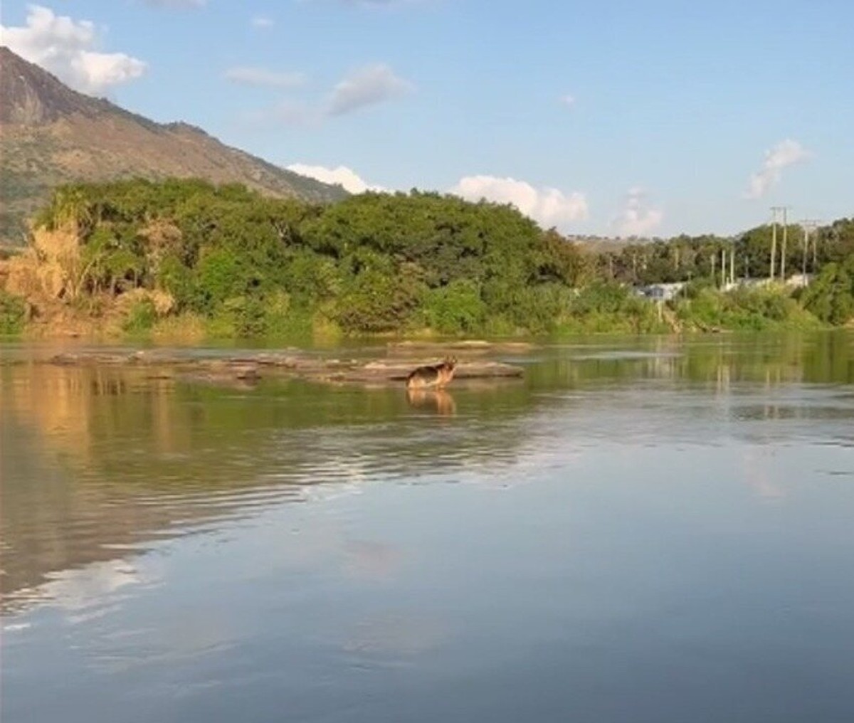 Bombeiros salvam cachorro preso em área de pedras no Rio Doce; veja o vídeo