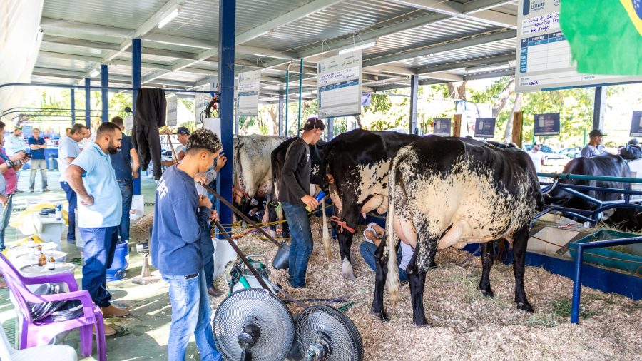 Expoagro 2024: Cooperativa realiza o 45º Concurso Leiteiro com animais de alta genética bovina