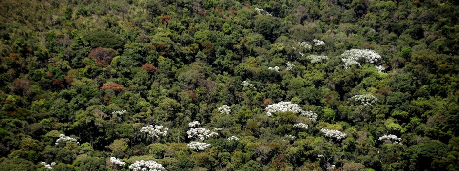 Minas Gerais se destaca no cumprimento do Tratado da Mata Atlântica, para a restauração do bioma