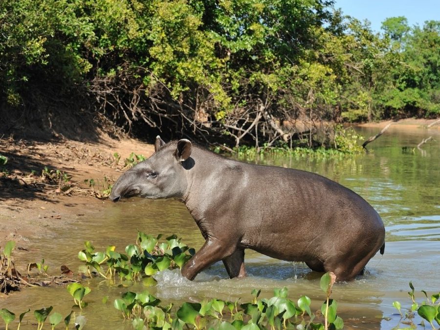 Inscrições para pesquisa de biodiversidade na bacia do rio Doce vão até o dia 29 de julho