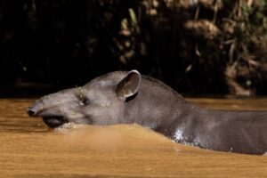 Inscrições para pesquisa de biodiversidade na bacia do Rio Doce estão abertas até dia 29 de julho; veja como participar | Vales de Minas Gerais