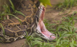 Corpo de mulher é encontrado no estômago de cobra na Indonésia