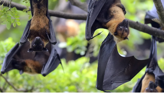 Nova Pandemia? Nipah, vírus letal na Índia, preocupa OMS