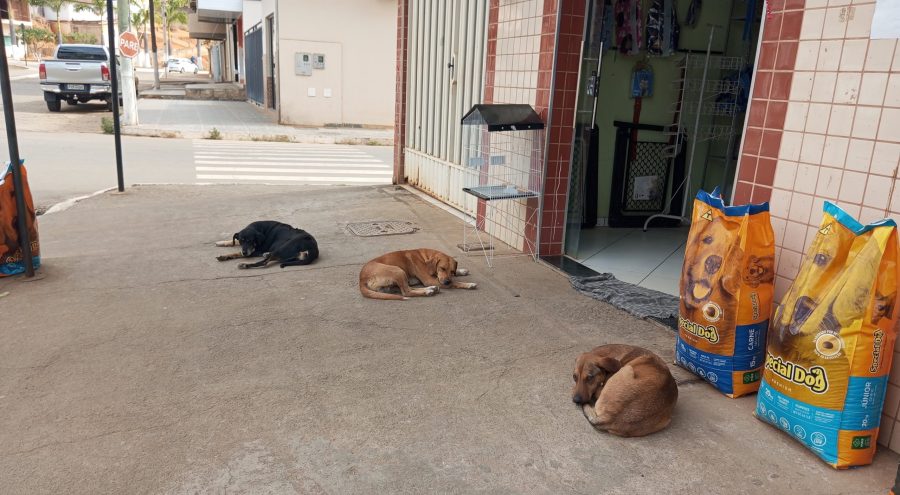 AUMENTO DOS CÃES DE RUA: Moradores de Pingo D’água cobram uma ação efetiva da prefeitura