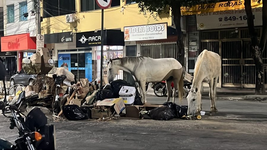 JBN registra cavalos soltos no coração da Alameda 31 de Outubro, em Timóteo, revirando lixo