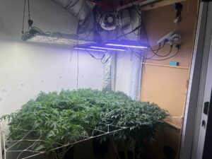 Estufa de cultivo de maconha com sistemas de iluminação refrigeração e irrigação é encontrada em Manhuaçu | Vales de Minas Gerais