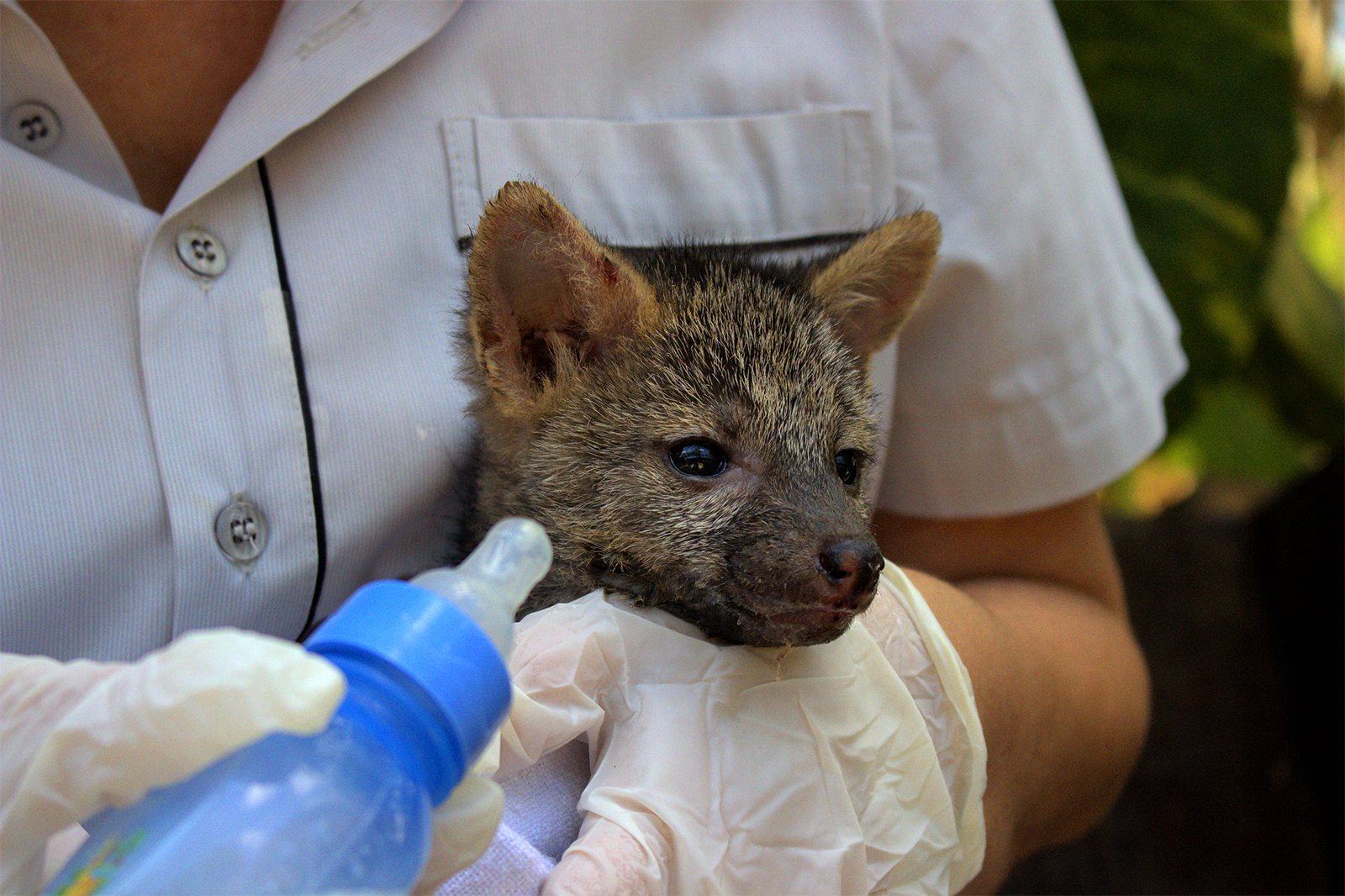 Cebus registra aumento no número de animais recebidos devido às queimadas