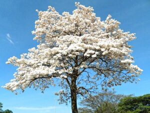 Primavera deve trazer melhoria nos índices de umidade, mas semana será de calor e tempo seco