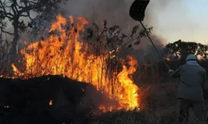 Ministério Público Federal aciona justiça para contratação de brigadistas contra incêndios