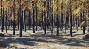 Floresta da Faber-Castell em MG é destruída por incêndio » Portal MaisVip