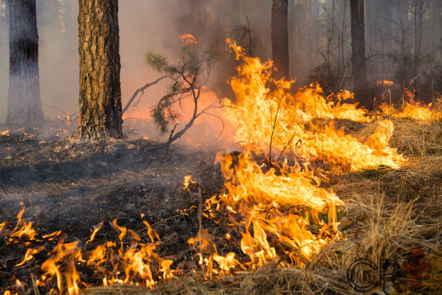 Irmãos morrem em combate a incêndio em MG » Portal MaisVip