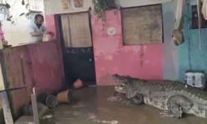 Crocodilos enormes ocupam ruas e invadem casas após enchente