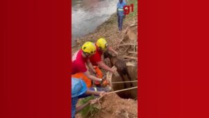 VÍDEO: Corpo de Bombeiros resgata filhote de cavalo que caiu em cisterna de seis metros