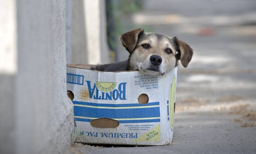 Diagnóstico das políticas públicas de Manejo Populacional de Cães, Gatos e Equinos em MG