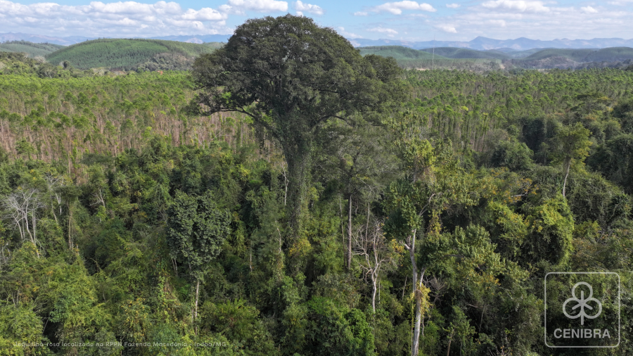 Maior árvore do Sudeste brasileiro, ameaçada de extinção, é descoberta na Mata Atlântica