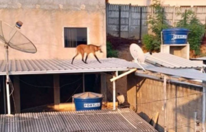 Lobo-guará é resgatado em telhado de casa em MG » Portal MaisVip