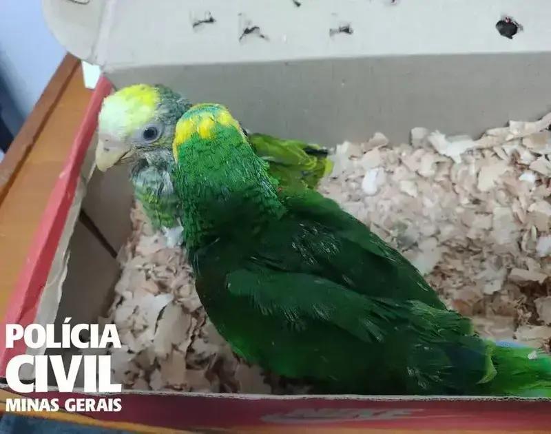 Dupla Presa em Minas por Maus-Tratos a Aves