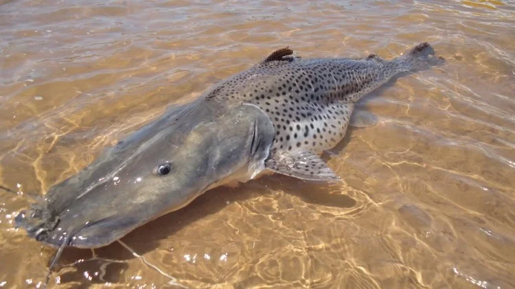 Dragas podem ser a causa da extinção do maior peixe do Rio Doce, afirma pesquisadores