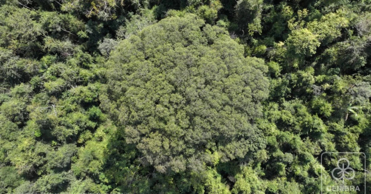 Maior árvore do sudeste brasileiro ameaçada de extinção é descoberta na Mata Atlântica, em Minas Gerais