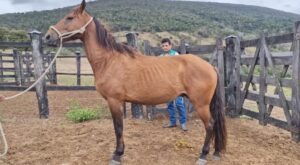 Entenda a doença que causou a morte de 20 equinos e interdição de propriedades rurais no Vale do Jequitinhonha | Vales de Minas Gerais