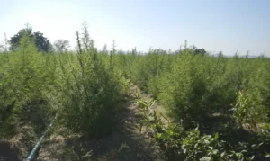 ExpoCannabis mostra potencial de empregabilidade no mercado da planta