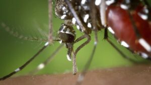 MG enfrenta pior epidemia de dengue e chikungunya com quase 1.200 mortes em 2024