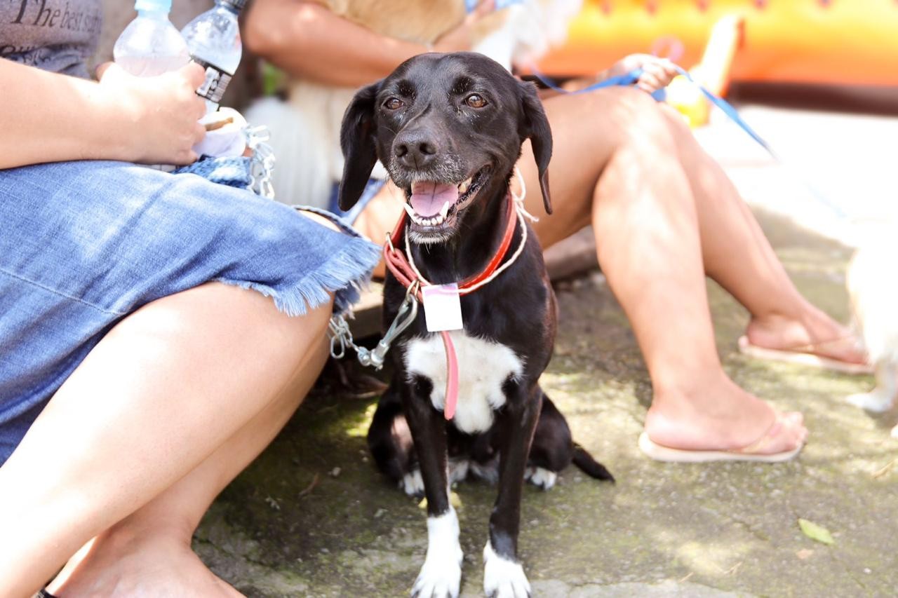 Santana do Paraíso abre inscrições para Programa de Castração de cães e gatos; saiba como participar | Vales de Minas Gerais