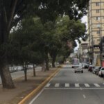 Avenida Macapá ficará interditada para podas de árvores nesta sexta-feira (15)