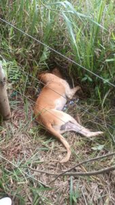 Homem que agrediu cão até a morte é preso e diz à polícia que animal o atacou primeiro