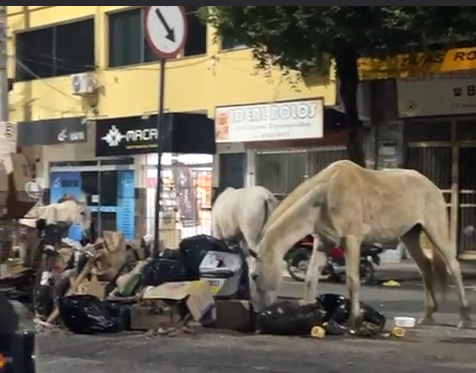 Festa da bicharada em lixão no Centro Norte da cidade de Timóteo