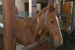 Cavalo Caramelo: O protagonista inesperado da série Yellowstone