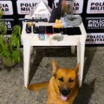 Drogas e pé de maconha são encontrados em sitio na zona rural de Ipaba