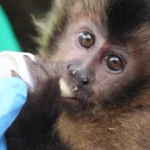 Macaco-prego reabilitado no CEBUS em Ipatinga está pronto para ganhar a liberdade