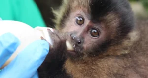 Macaco-prego reabilitado no CEBUS em Ipatinga está pronto para ganhar a liberdade